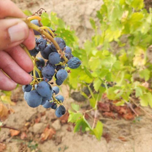BJJ Summer Week- Grape Picking(Square)